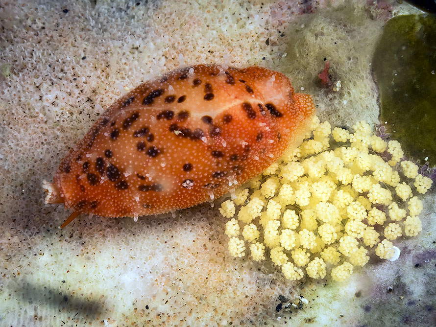 Ransoniella punctata